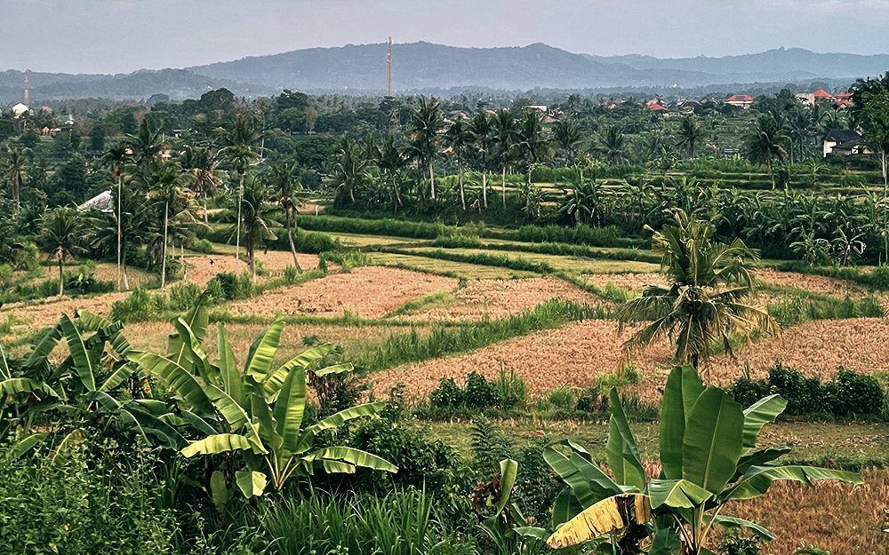 Terraced rice fields and palm trees in inland Bali, Indonesia